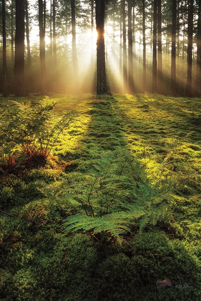 Ferns in the Morning Light art print by Martin Podt for $57.95 CAD