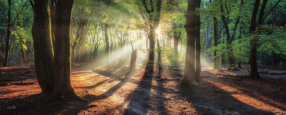 Sun Rays in the Forest I art print by Martin Podt for $57.95 CAD