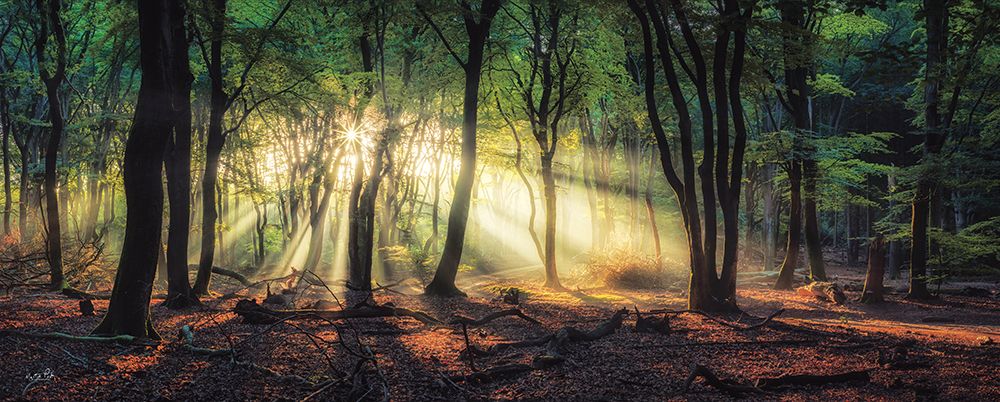 Sun Rays in the Forest II art print by Martin Podt for $57.95 CAD