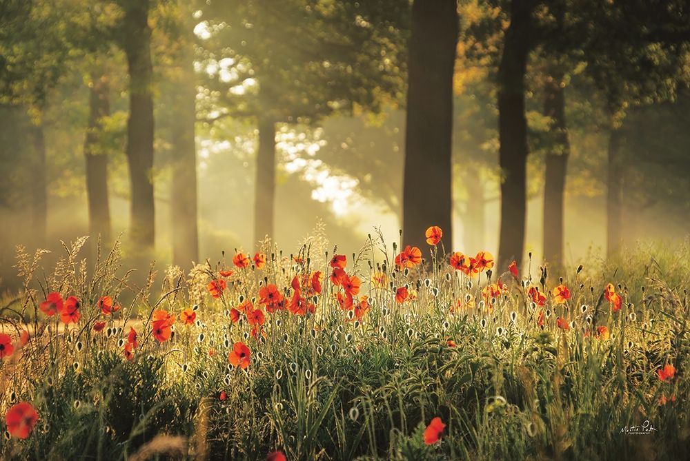 The Poppy Forest art print by Martin Podt for $57.95 CAD