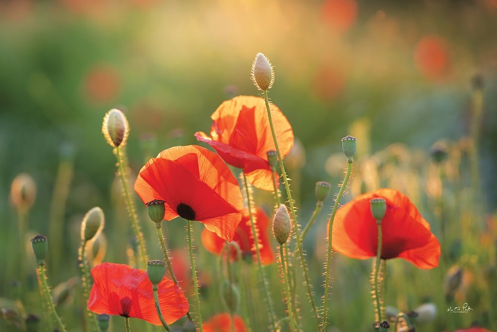 Poppy Field III art print by Martin Podt for $57.95 CAD