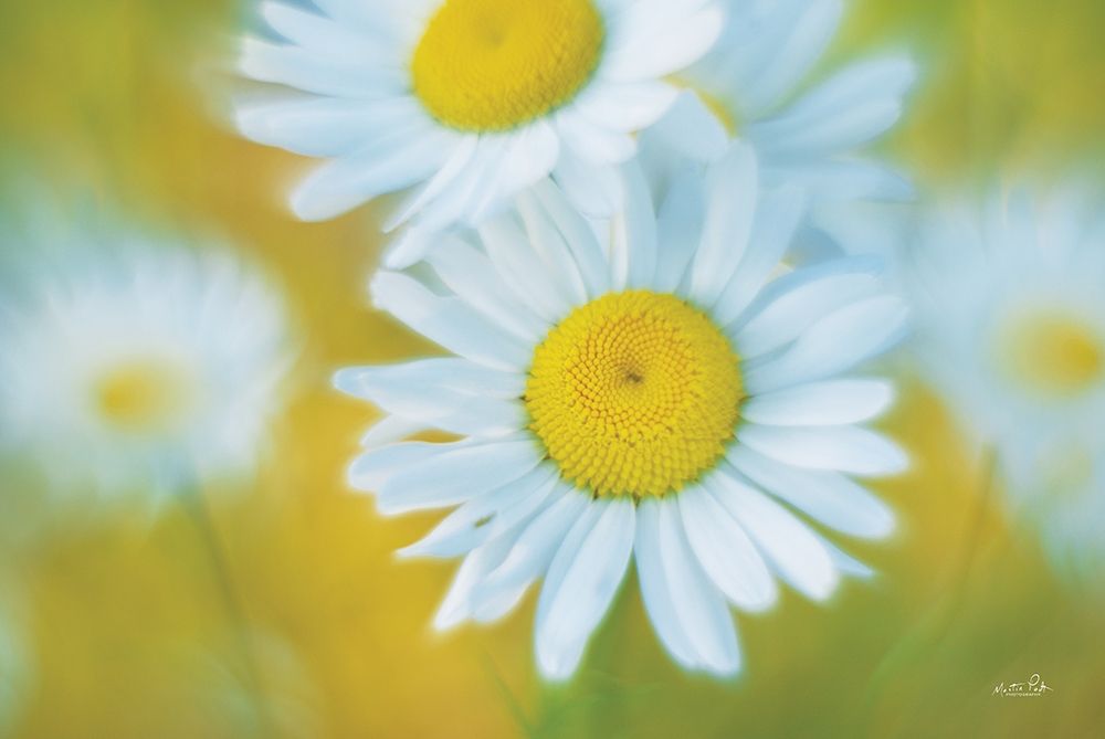 Daisies art print by Martin Podt for $57.95 CAD