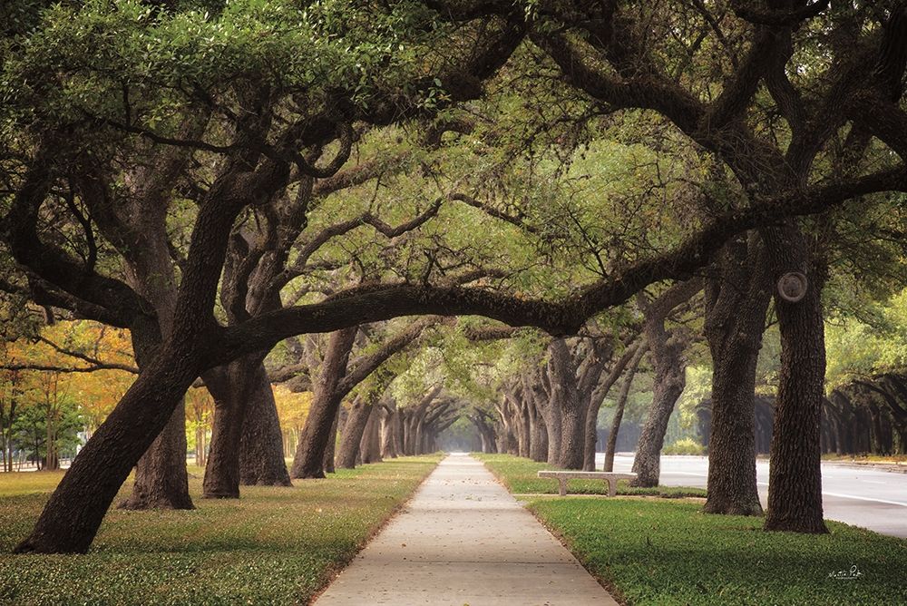 Alley of Live Oaks art print by Martin Podt for $57.95 CAD