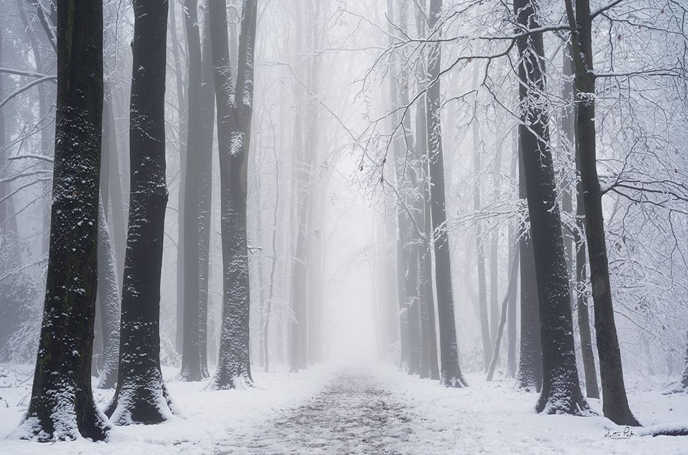 Whiteout  art print by Martin Podt for $57.95 CAD