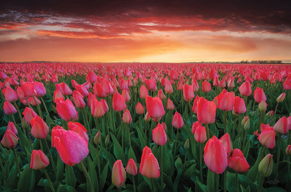 Tulip Field Sunset art print by Martin Podt for $57.95 CAD