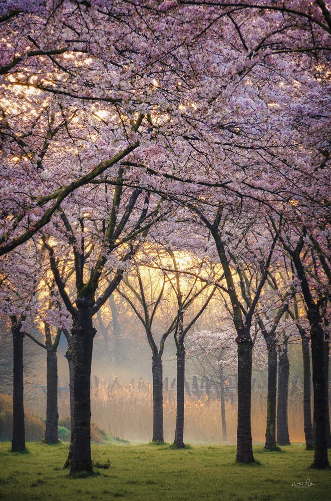 Cherry Trees at Sunrise art print by Martin Podt for $57.95 CAD