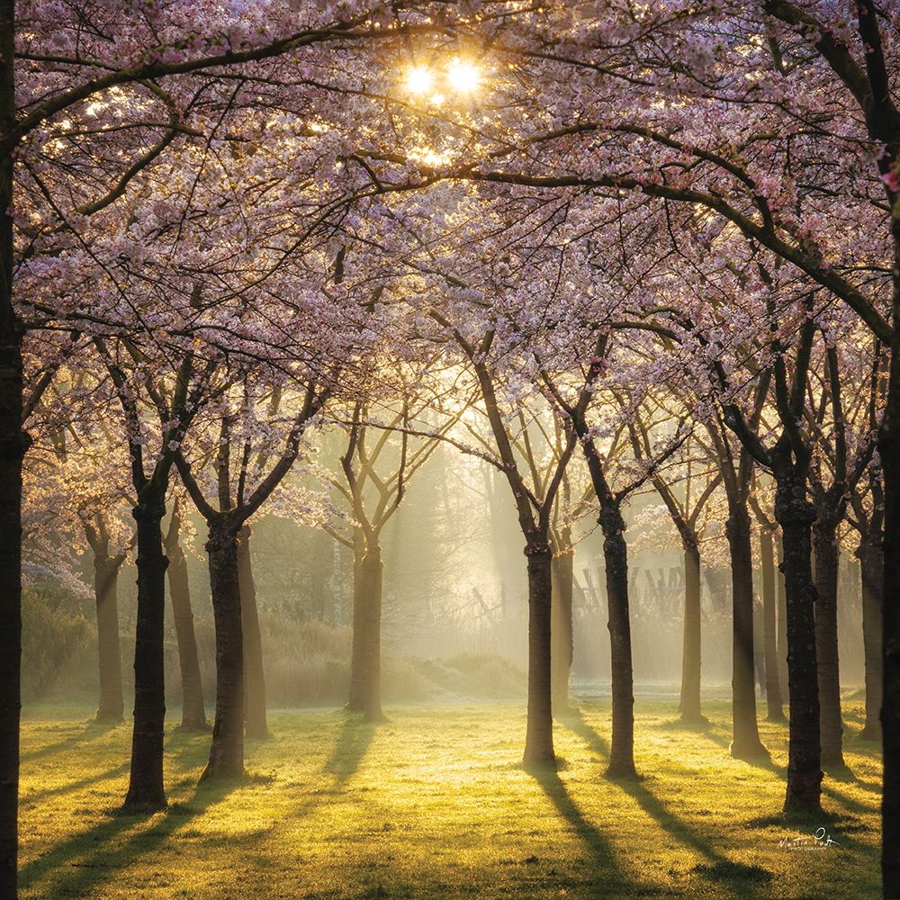 Cherry Trees in Morning Light II art print by Martin Podt for $57.95 CAD