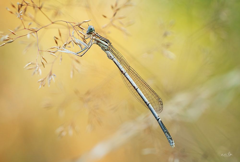 Damselfly art print by Martin Podt for $57.95 CAD