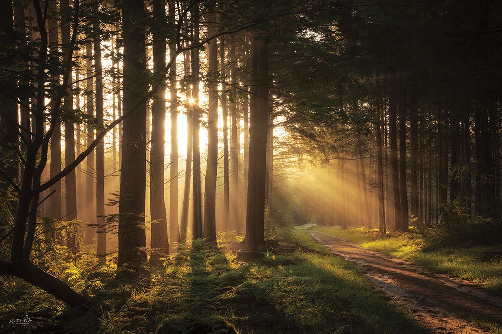 Light and Pines art print by Martin Podt for $57.95 CAD