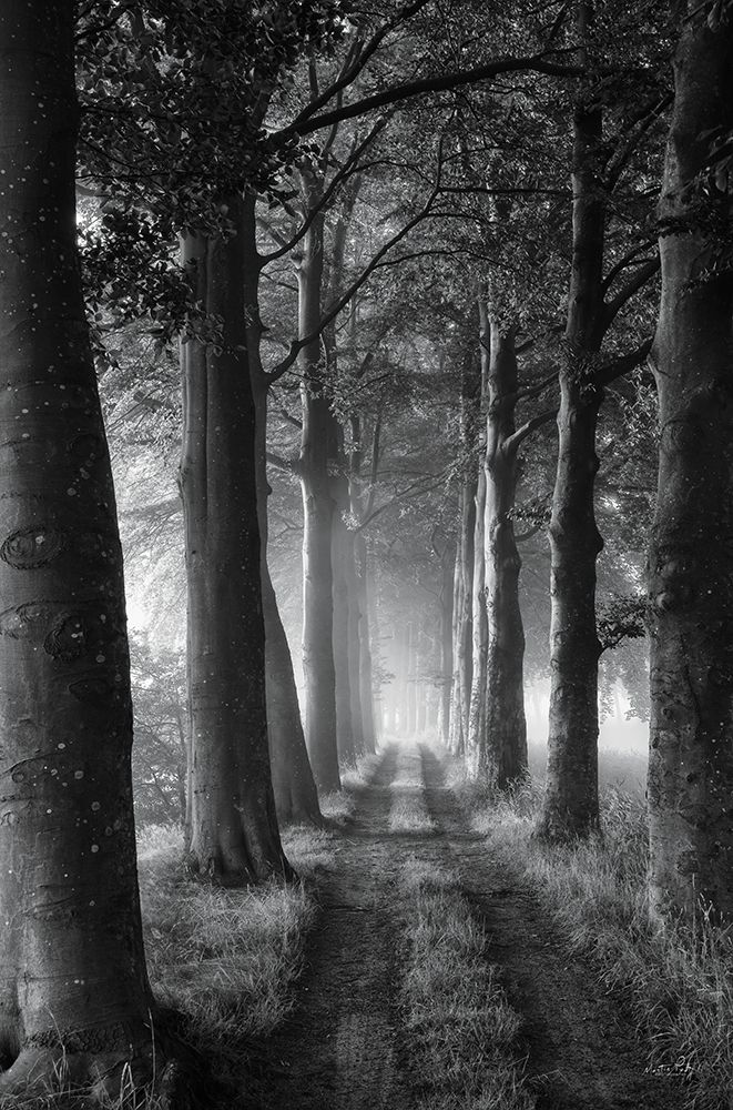Forest Path art print by Martin Podt for $57.95 CAD