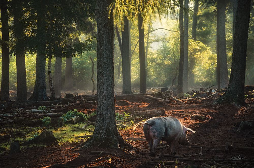 Morning Stroll  art print by Martin Podt for $57.95 CAD