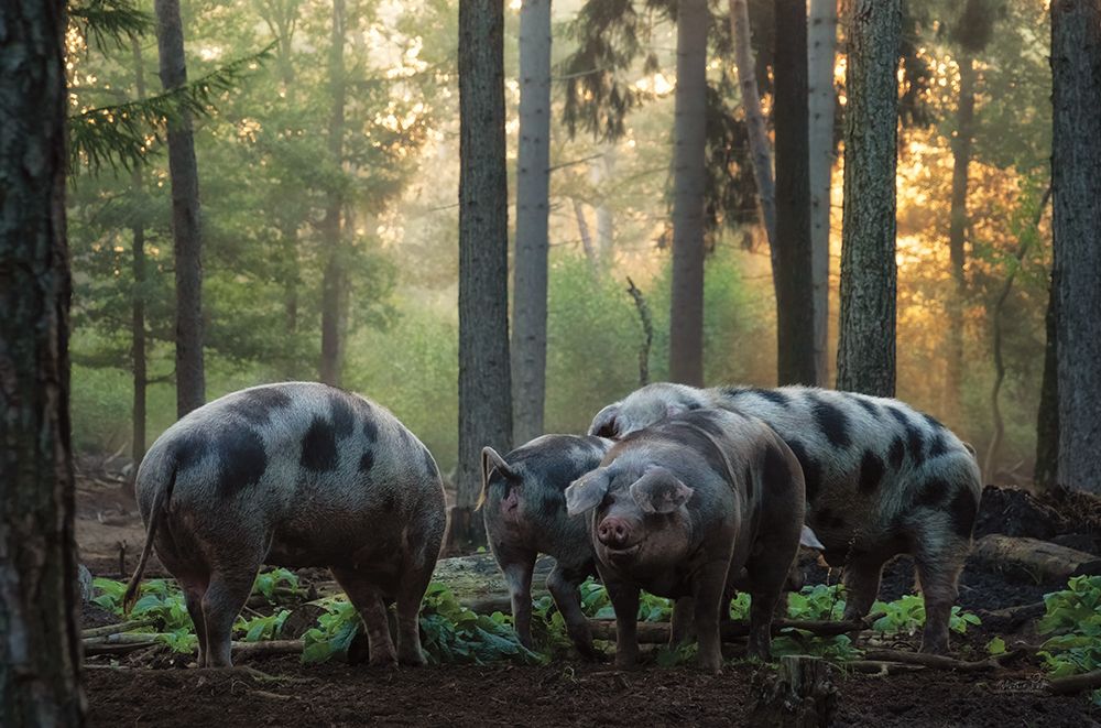 Pig Paradise  art print by Martin Podt for $57.95 CAD