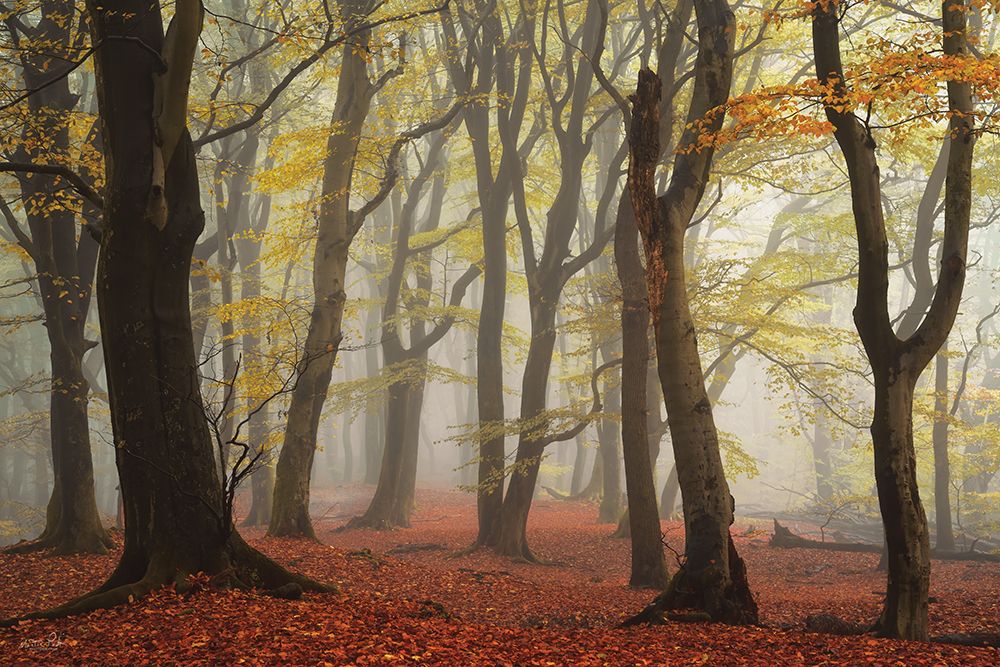 Layers of Trees  art print by Martin Podt for $57.95 CAD