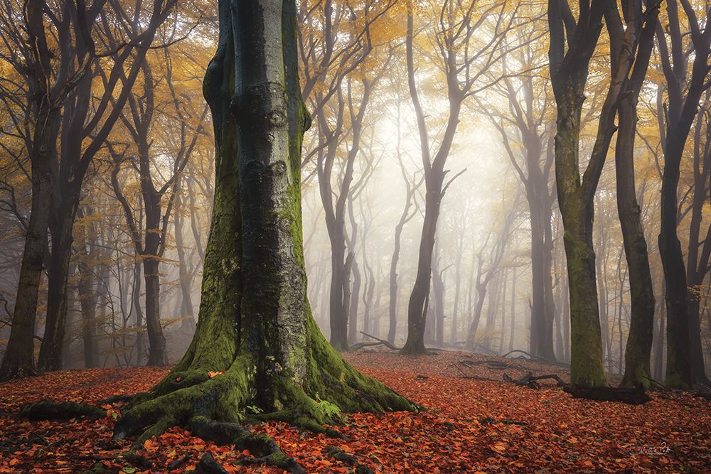 Autumn in the Forest  art print by Martin Podt for $57.95 CAD
