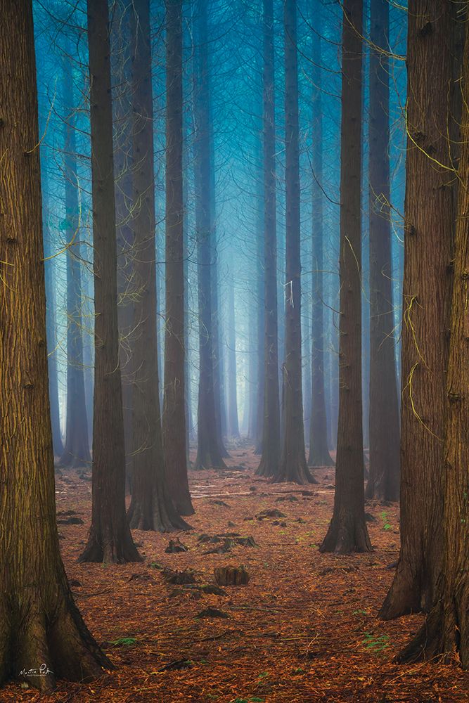 Trees Everywhere art print by Martin Podt for $57.95 CAD