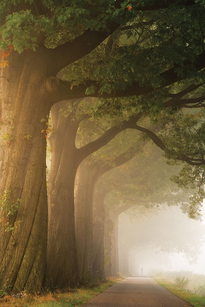 Twisted Trunk art print by Martin Podt for $57.95 CAD