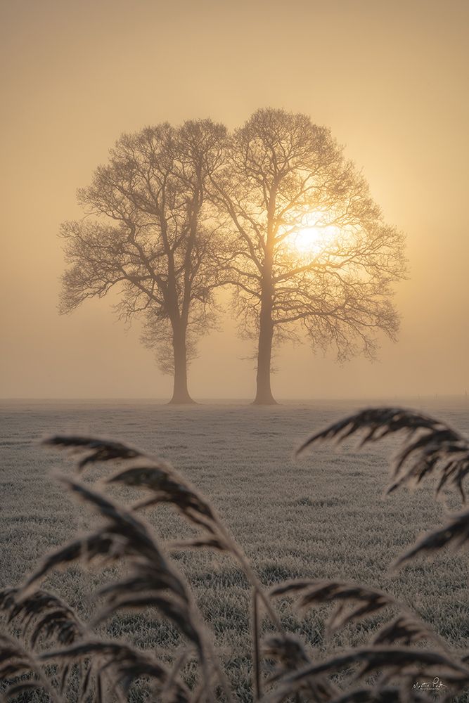 Frosted Sunrise II art print by Martin Podt for $57.95 CAD