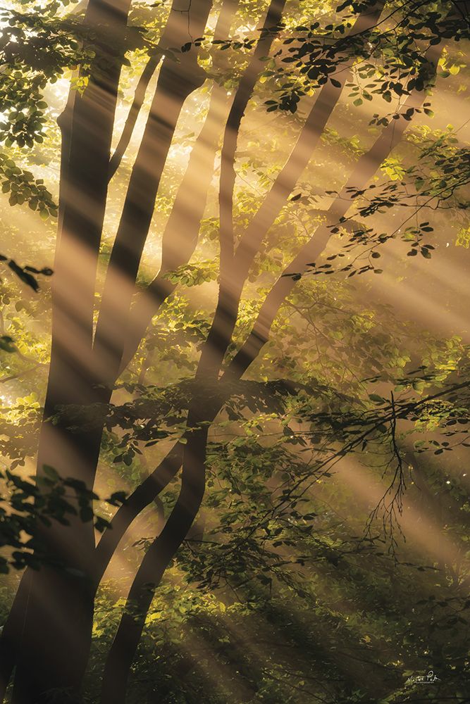 Sunbeams Abound art print by Martin Podt for $57.95 CAD