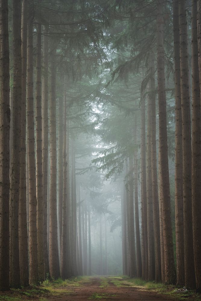 This Way to Wonderland art print by Martin Podt for $57.95 CAD
