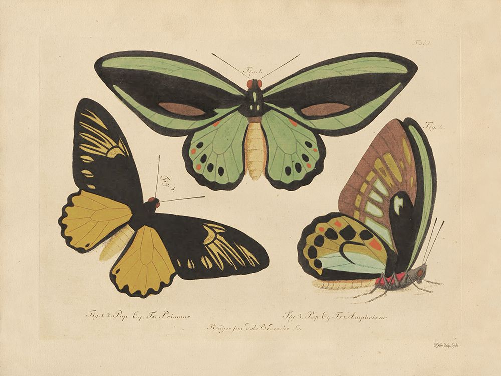 Vintage Butterflies 3 art print by Stellar Design Studio for $57.95 CAD