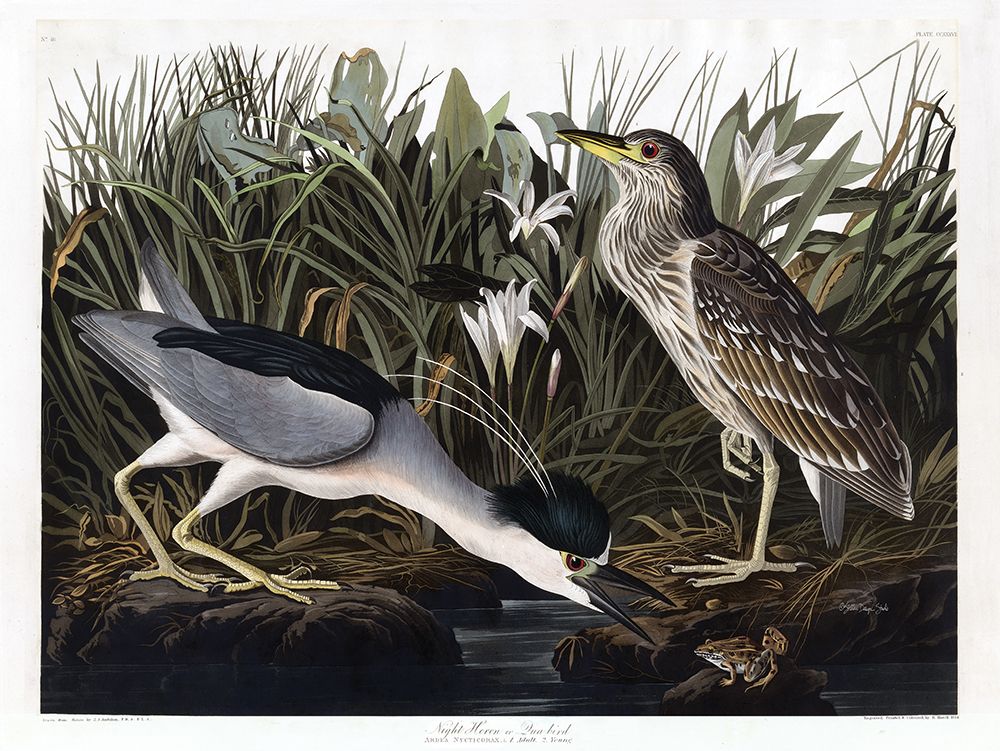 Audubon Night Heron art print by Stellar Design Studio for $57.95 CAD