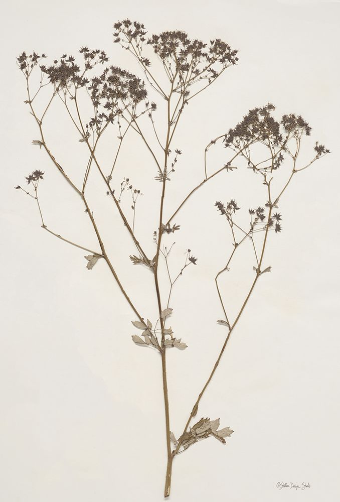 Herbarium Collection 1 art print by Stellar Design Studio for $57.95 CAD