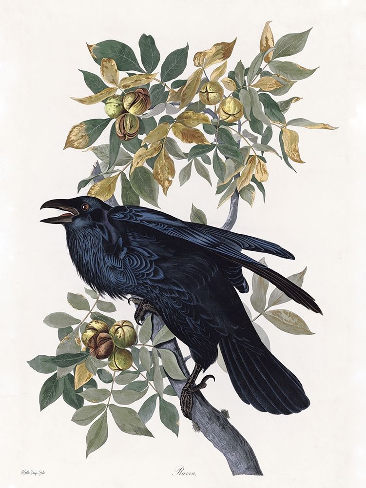Vintage Crow 2 art print by Stellar Design Studio for $57.95 CAD