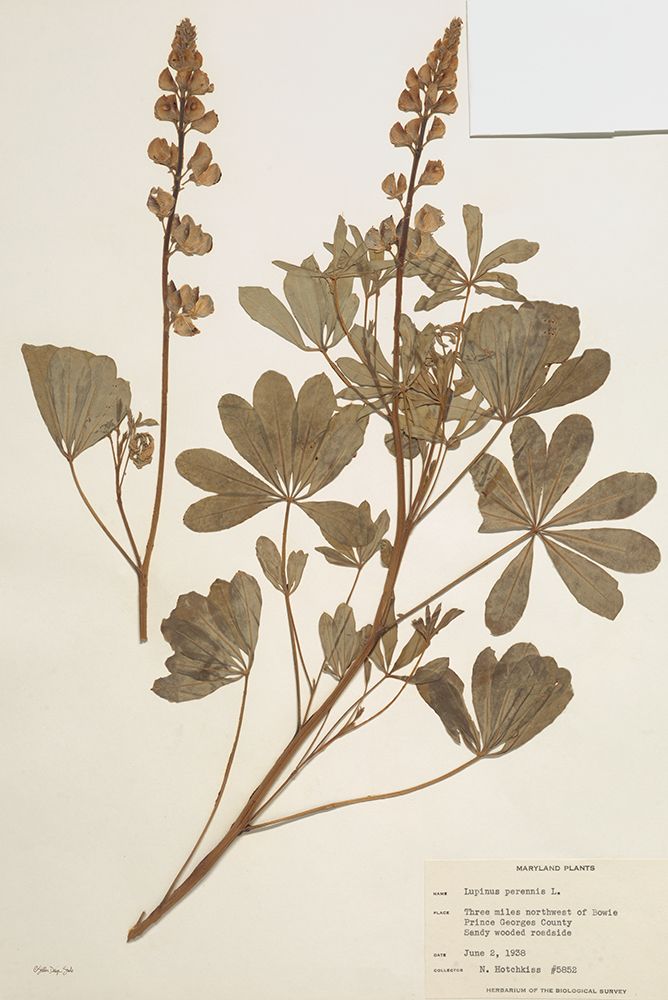 Herbarium 2 art print by Stellar Design Studio for $57.95 CAD