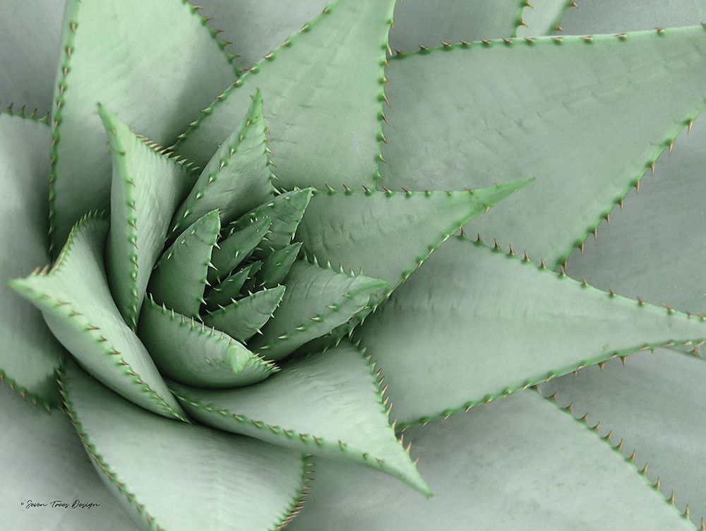 Pointy Tip Succulent art print by Seven Trees Design for $57.95 CAD
