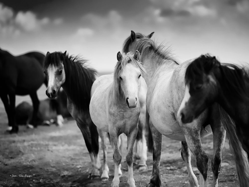 Black and White Horses    art print by Seven Trees Design for $57.95 CAD