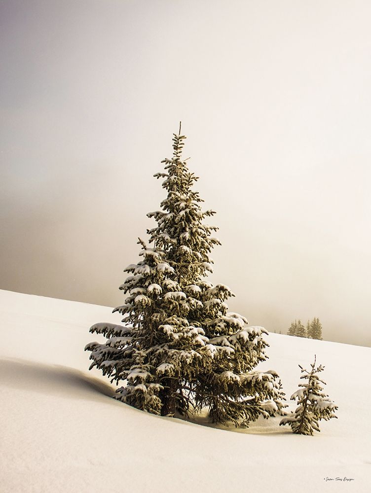 Pine Trees in the Snow    art print by Seven Trees Design for $57.95 CAD