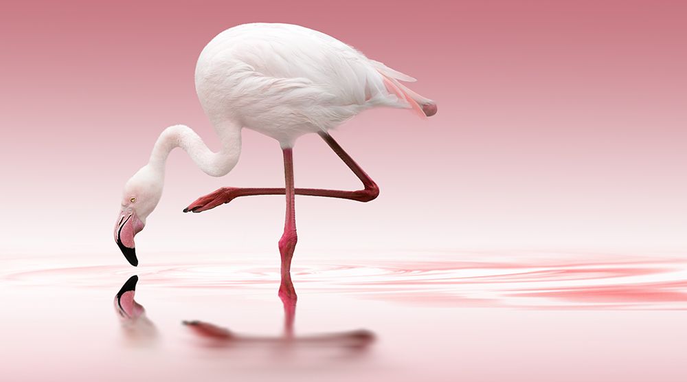 Flamingo art print by Doris Reindl for $57.95 CAD