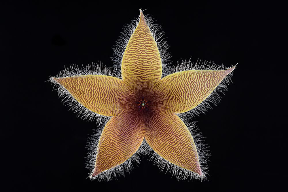 Stapelia Grandiflora art print by Victor Mozqueda for $57.95 CAD