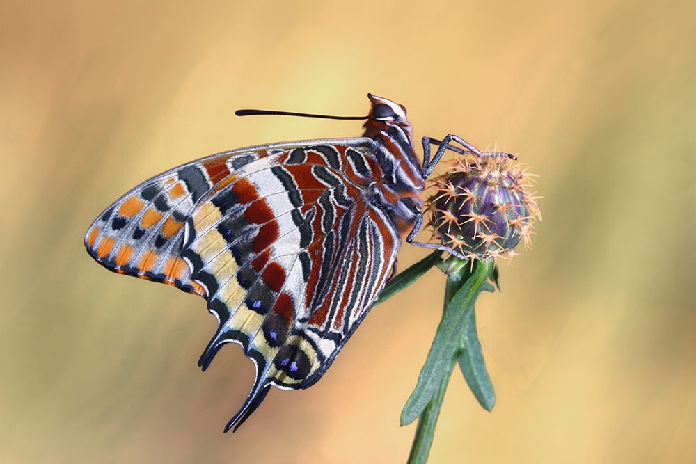 La mariposa del madroApo art print by Jimmy Hoffman for $57.95 CAD