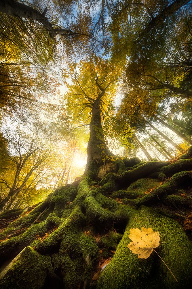 The Goodbye Of A Leaf art print by Alberto Ghizzi Panizza for $57.95 CAD