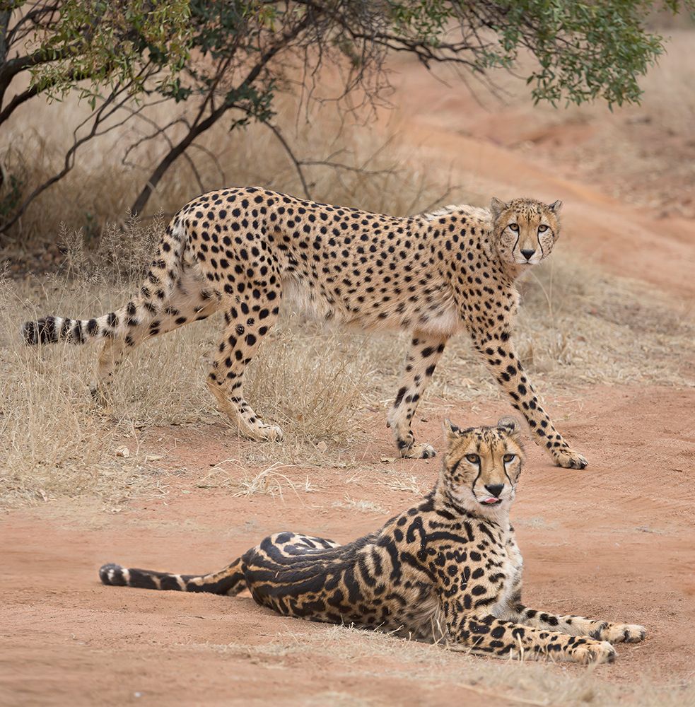 Spots and stripes art print by Greg Barsh for $57.95 CAD