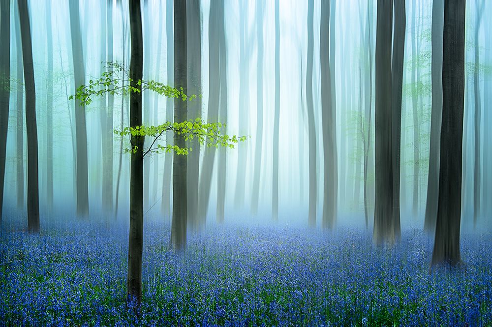 The Blue Forest ........ art print by Piet Haaksma for $57.95 CAD