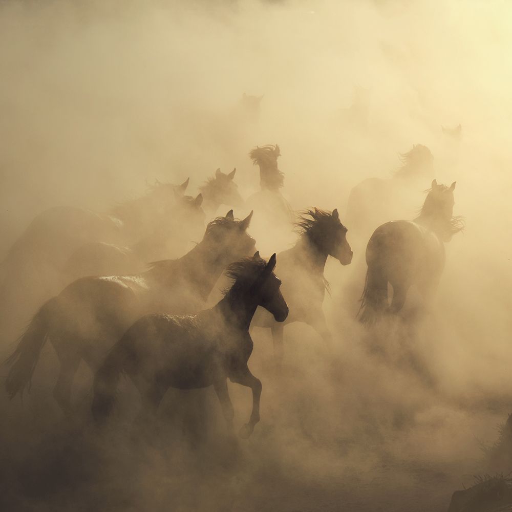 Migration Of Horses art print by Huseyin Taskin for $57.95 CAD