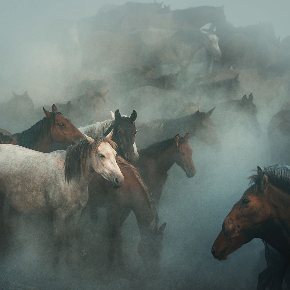 Lost Horses art print by Huseyin Taskin for $57.95 CAD