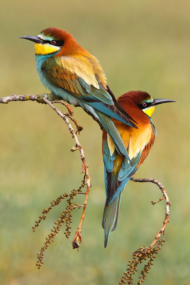 Bee-Eaters In Love art print by Mario Suarez for $57.95 CAD