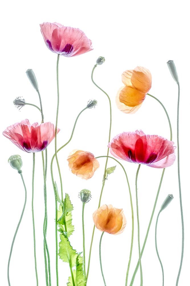 Poppies art print by Mandy Disher for $57.95 CAD