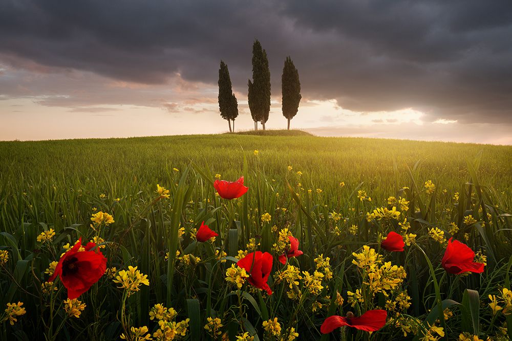 Blooming Tuscany art print by Daniel Rericha for $57.95 CAD
