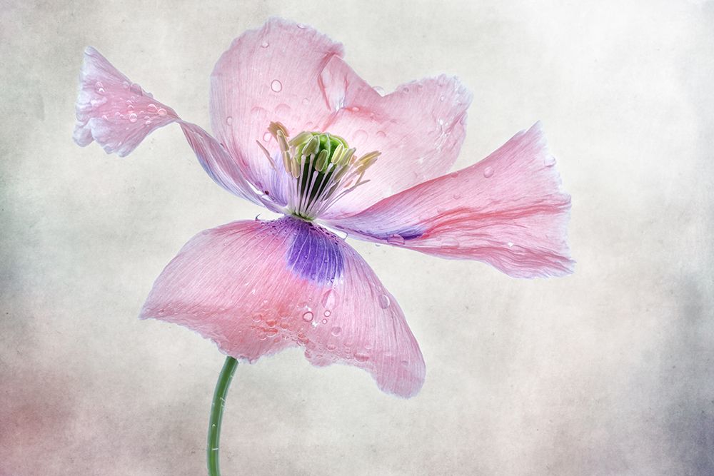 Pastel Poppy art print by Mandy Disher for $57.95 CAD