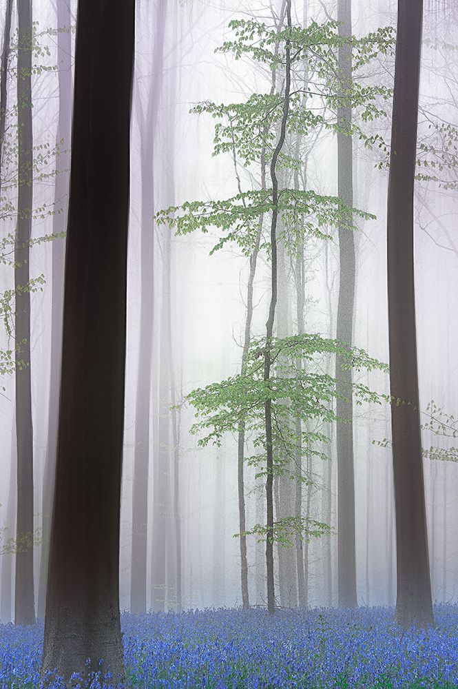 Foggy Forest .... art print by Piet Haaksma for $57.95 CAD