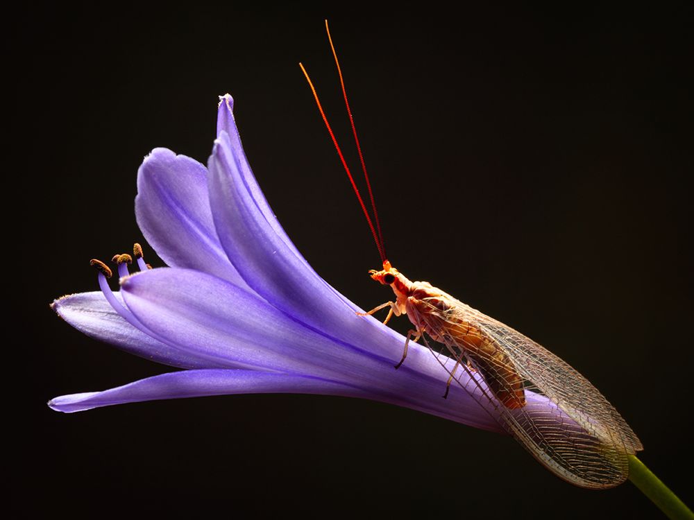 Lacewing art print by Jimmy Hoffman for $57.95 CAD