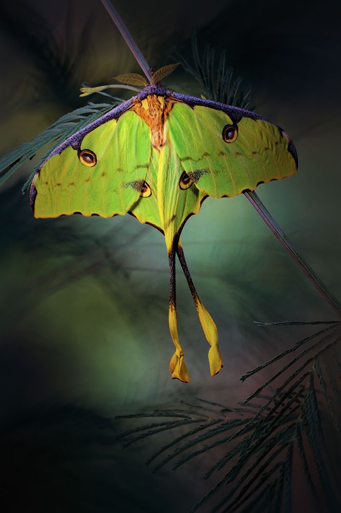 Moon Moth art print by Jimmy Hoffman for $57.95 CAD