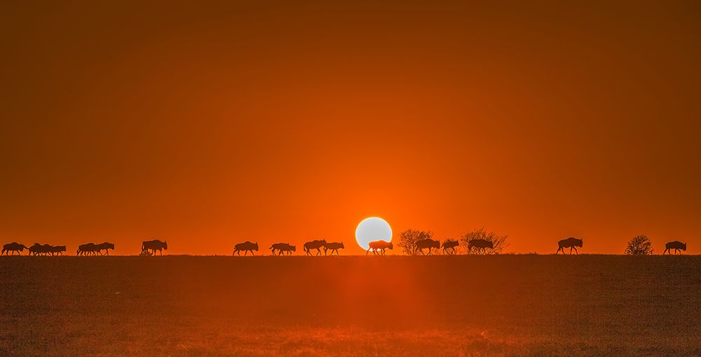 Wildebeests Walking In Golden Light art print by David Hua for $57.95 CAD