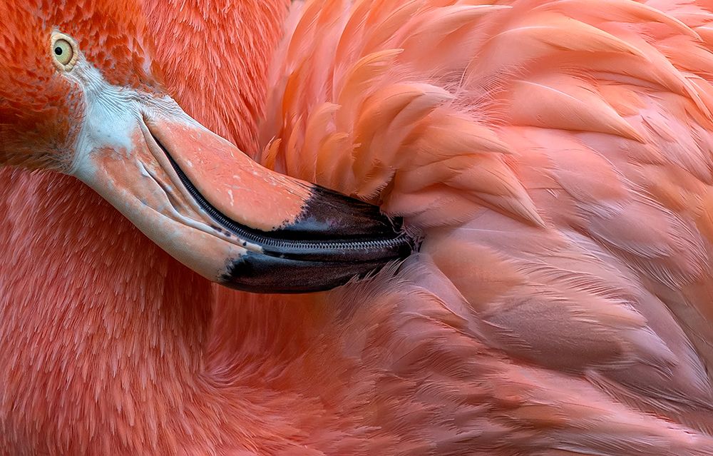 Flamingo Close Up art print by Xavier Ortega for $57.95 CAD
