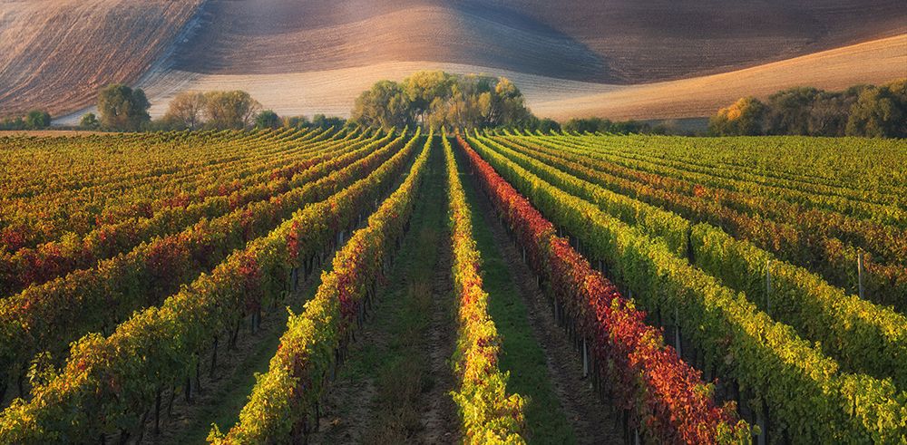 Vineyard In Autumn art print by Ales Komovec for $57.95 CAD