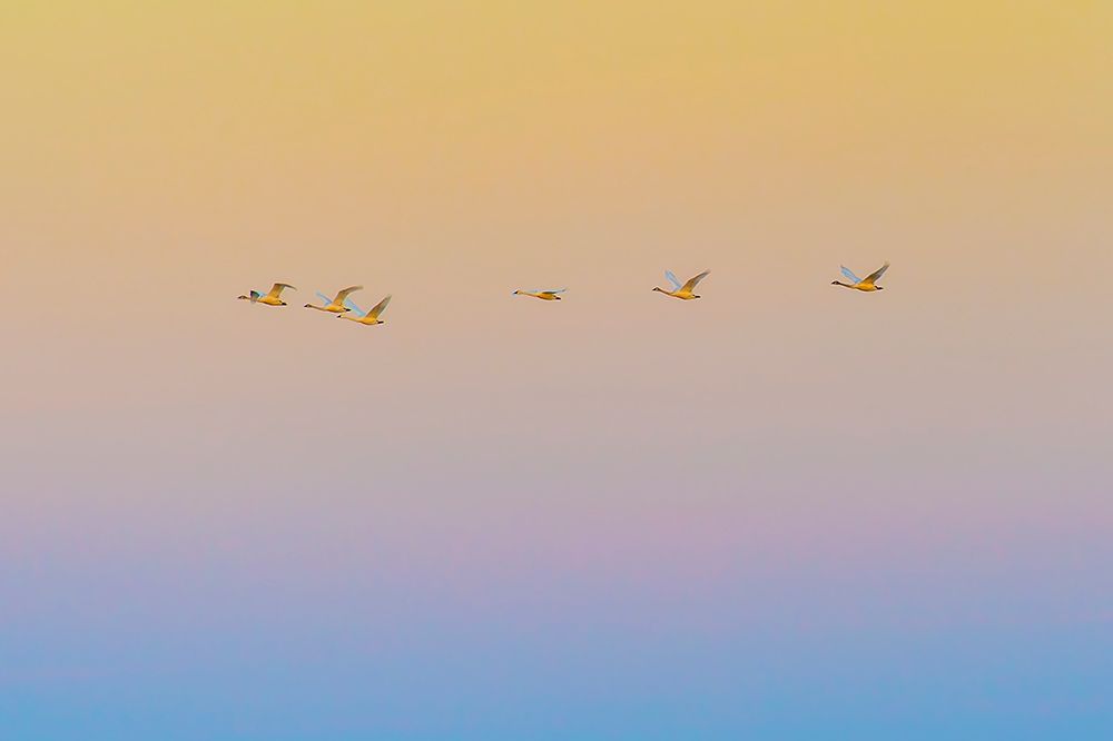 Sunset flying art print by Rob Li for $57.95 CAD